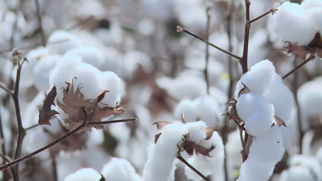 LINENLINK 100% Cotton Fitted Sheet video