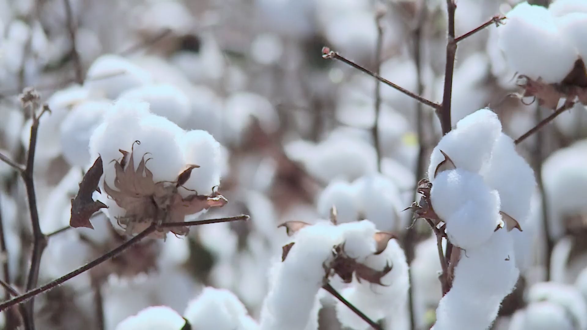 LINENLINK 100% Cotton Fitted Sheet video